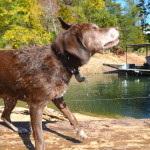 Pet Friendly Lake Lanier – Where can I bring my dog?