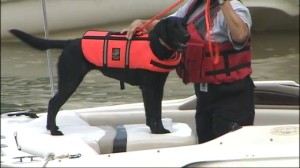 lake lanier dog safety